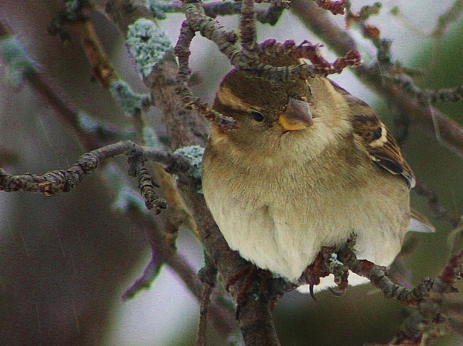 Sparrow Photograph - In Search of Warmth by Bruce Bley