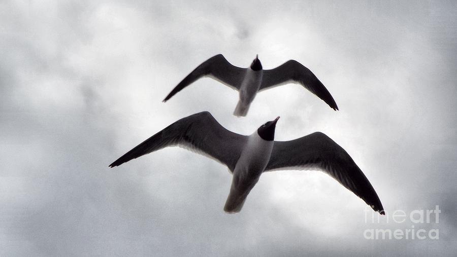 Nature Photograph - In Sync Flying by Audrey Van Tassell