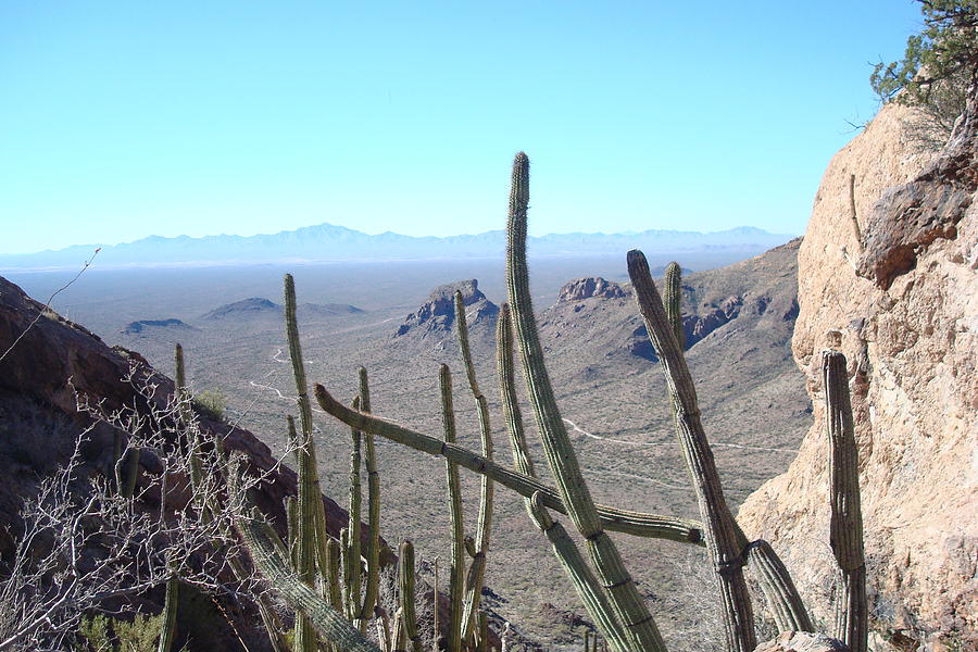 In the Ajo Mountains Photograph by Susan Woodward