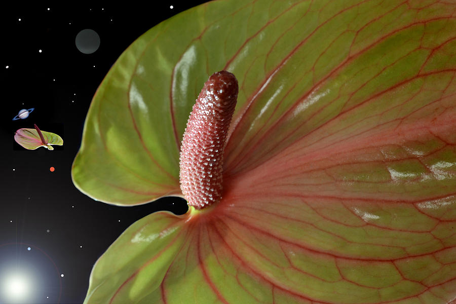 In The Anthurium System. Photograph by Terence Davis