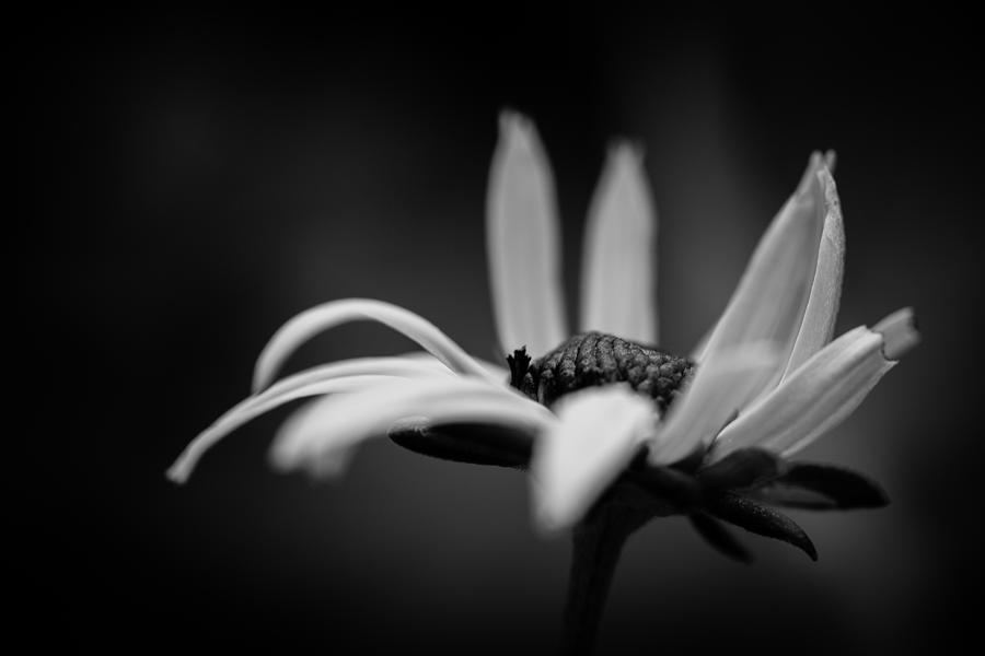 Black And White Photograph - In the arms of night by Shane Holsclaw