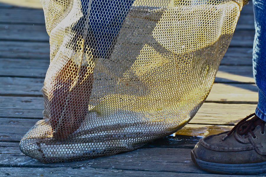 In The Bag Photograph by Diana Hatcher