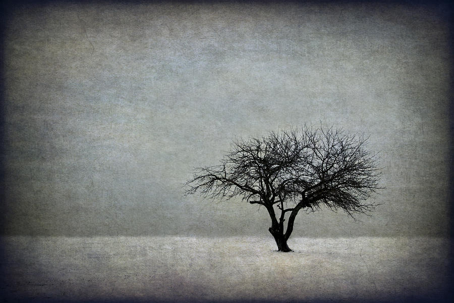 Winter Photograph - In The Bleak Of Midwinter by Evelina Kremsdorf