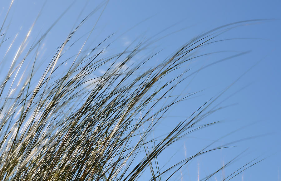 Nature Photograph - In The Breeze - Soft Grasses By Sharon Cummings by Sharon Cummings