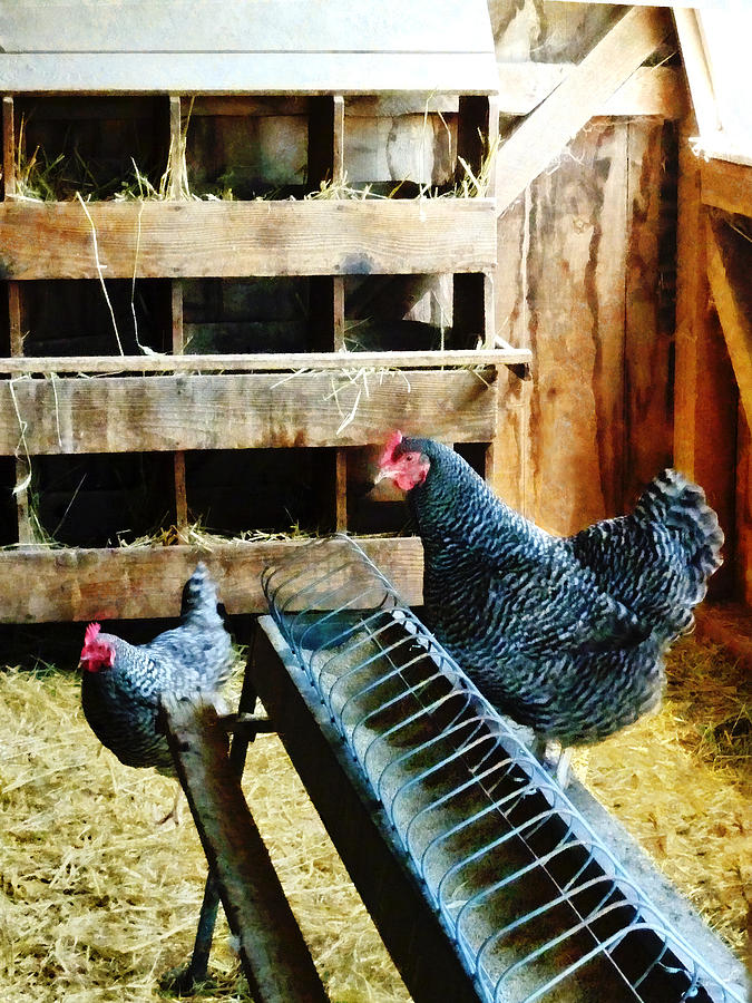 Farm Photograph - In the Chicken Coop by Susan Savad