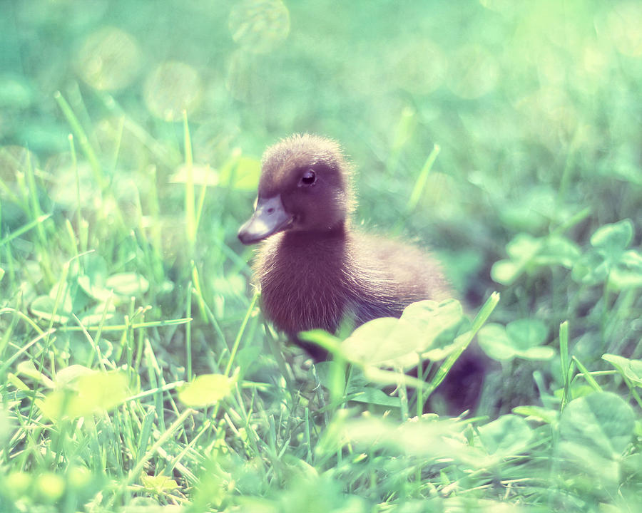 Duck Photograph - In the Clover by Amy Tyler