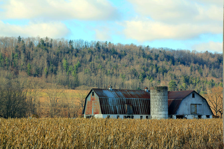 In the Corn Field Photograph by Jennifer Robin