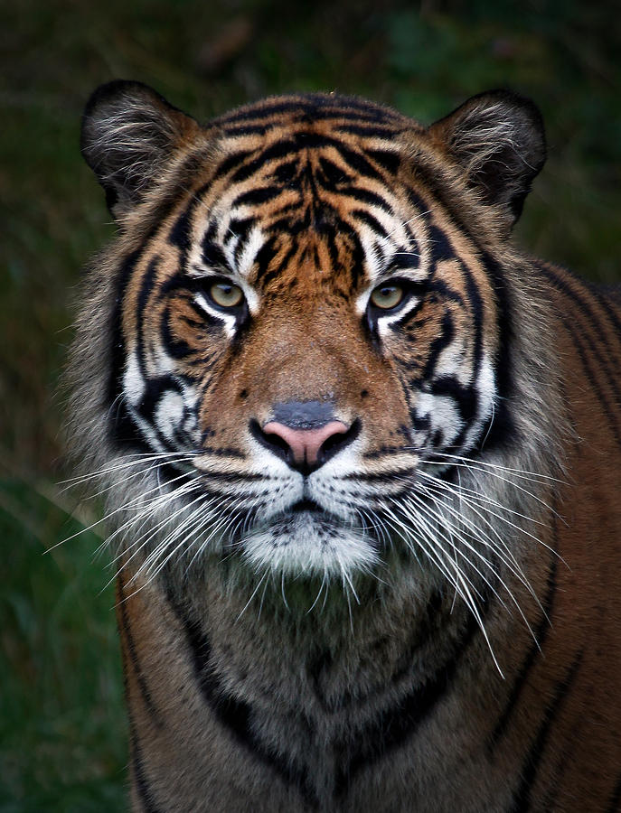 Tiger Photograph - Tiger In Your Face by Athena Mckinzie