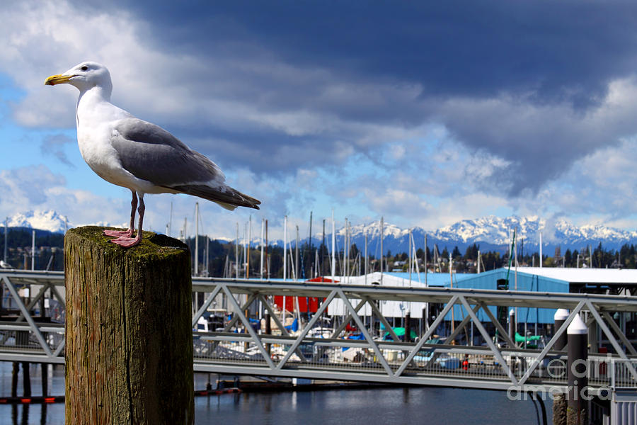 Seagull Photograph - In The Distance by Dawn Kori Snyder