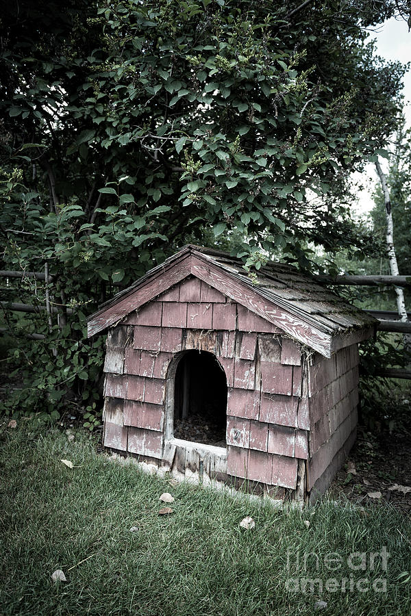 Chicken Photograph - In the dog house by Edward Fielding