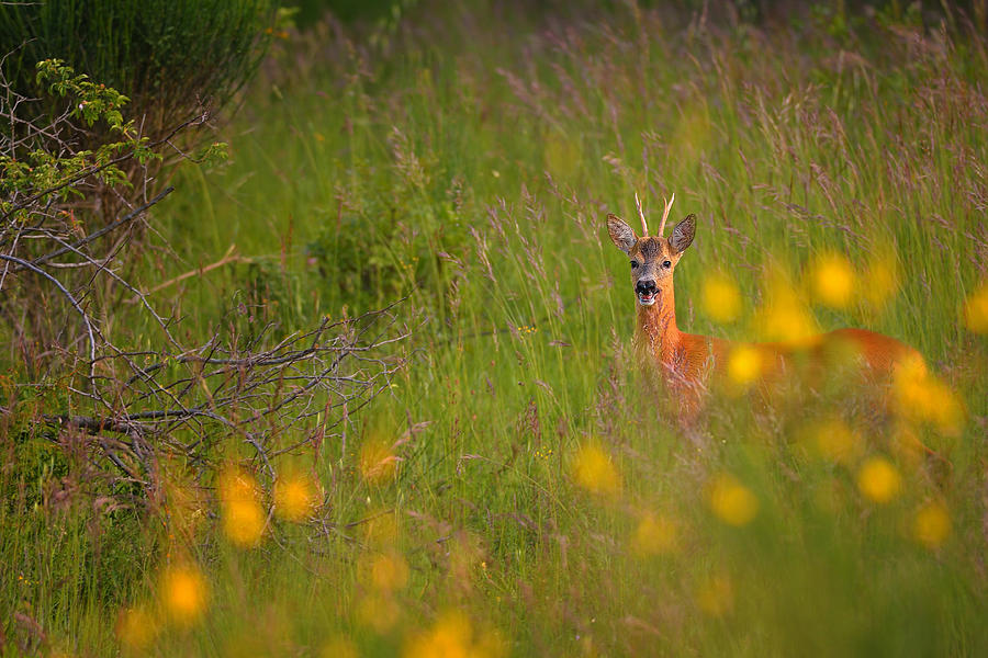 In The Evening A Deer Photograph by Edoardogobattoni.net