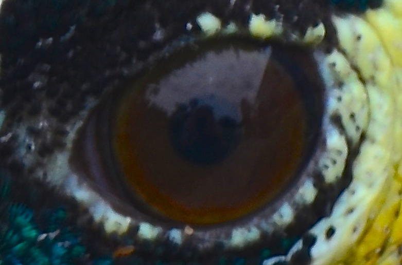 In the eye of a peacock Painting by AnnaJo Vahle