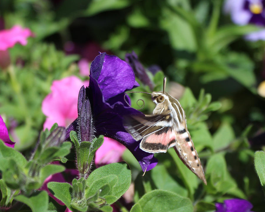 In the Eye of a Purple Hummingbird Moth Painting by Catherine Blake ...