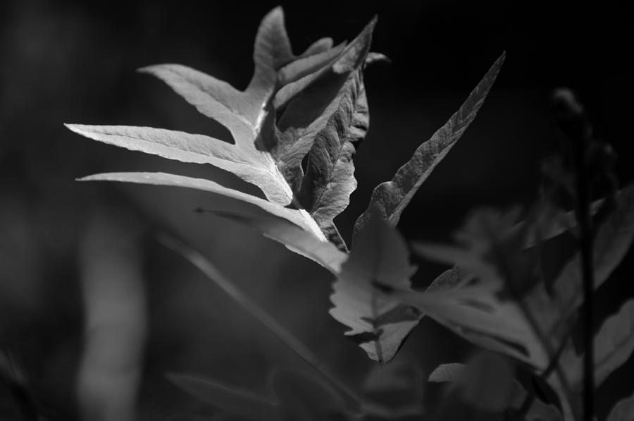 Summer Photograph - In the Fern by Rebecca Sherman