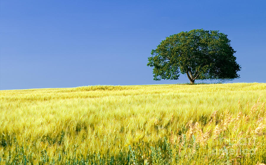 In the Field by Bob Mintie In the Field by Bob Mintie