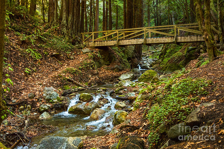 Nature Photograph - In the Forest - Limekiln State Park in California by Jamie Pham