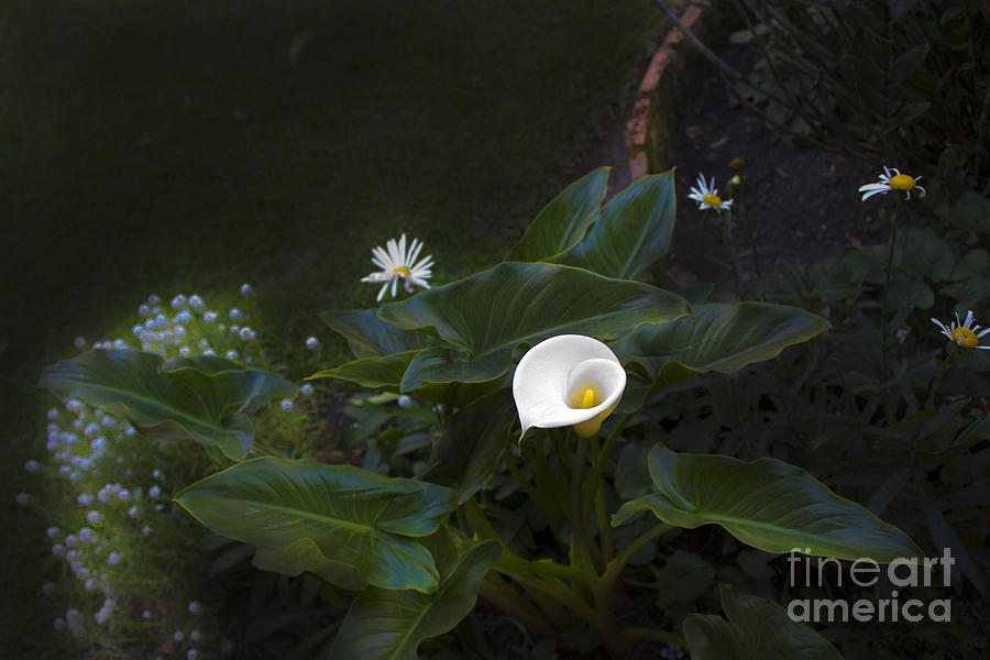 Flower Photograph - In The Garden by Al Bourassa