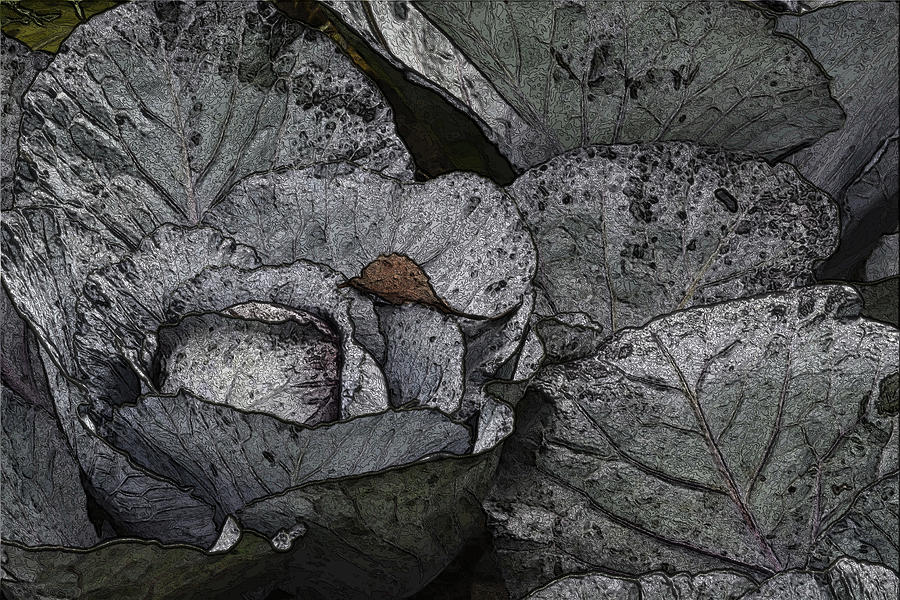In The Garden - Cabbage Photograph by Nadalyn Larsen