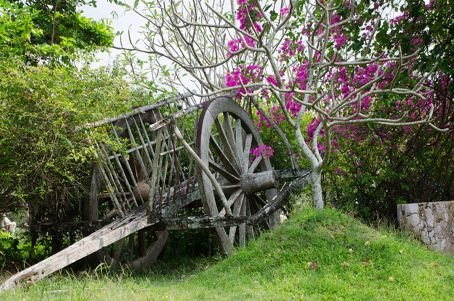 In the Garden Photograph by Kathy Paynter In the Garden Photograph by Kathy Paynter