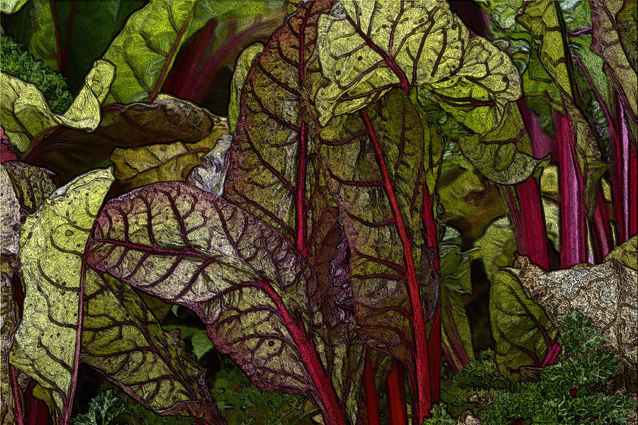 In the Garden - Red Chard Jungle Photograph by Nadalyn Larsen