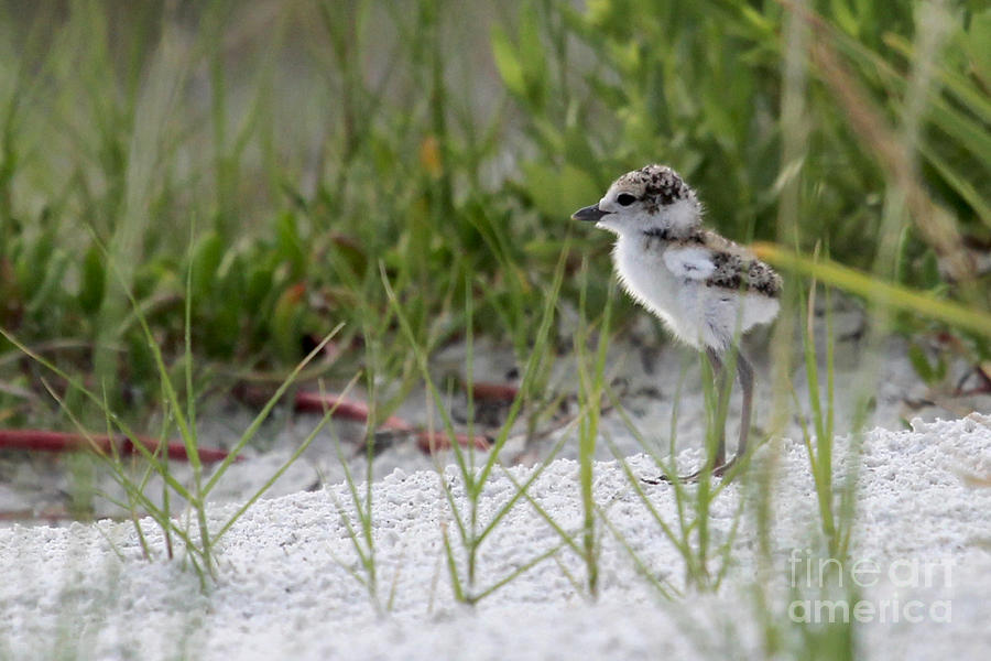 In The Grass - Wilsons Plover Chick Photograph