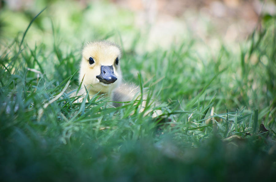 Geese Photograph - In The Grass by Priya Ghose