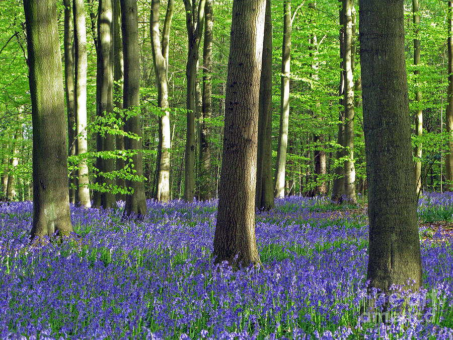 Into The Woods Photograph - In the Heart of the Bluebell Woods by Elizabeth Debenham