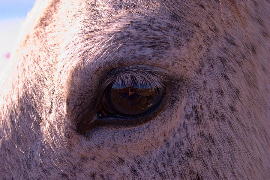 In The Horses Eye Photograph