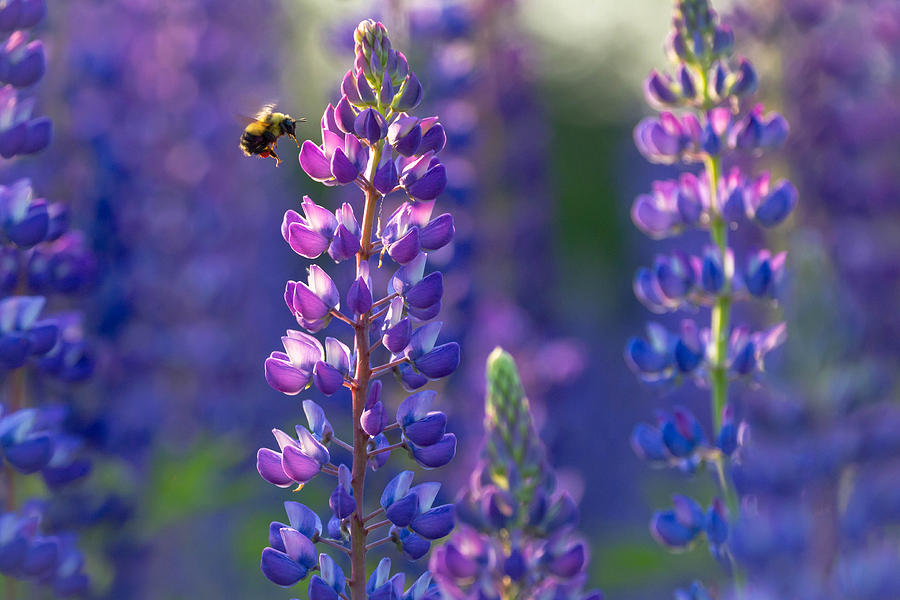Flower Photograph - In The Land Of Lupine by Mary Amerman
