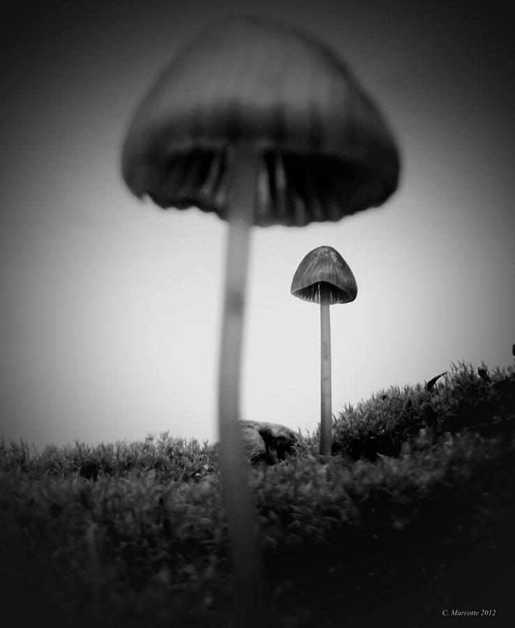 In the land of Mushrooms Photograph by Cindy Marcotte - Fine Art America