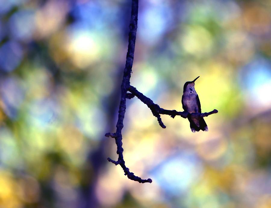 Bird Photograph - In The Last Of The Light by Deena Stoddard