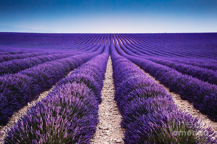 In the lavender Photograph by Matteo Colombo