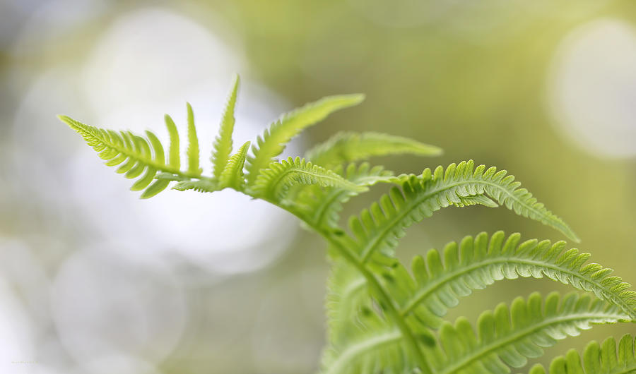 In the Light Green Fern Plant Photograph by Jennie Marie Schell