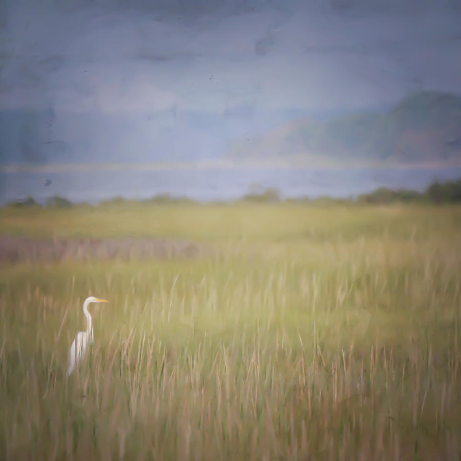 In The Marsh  Photograph by Kerri Farley