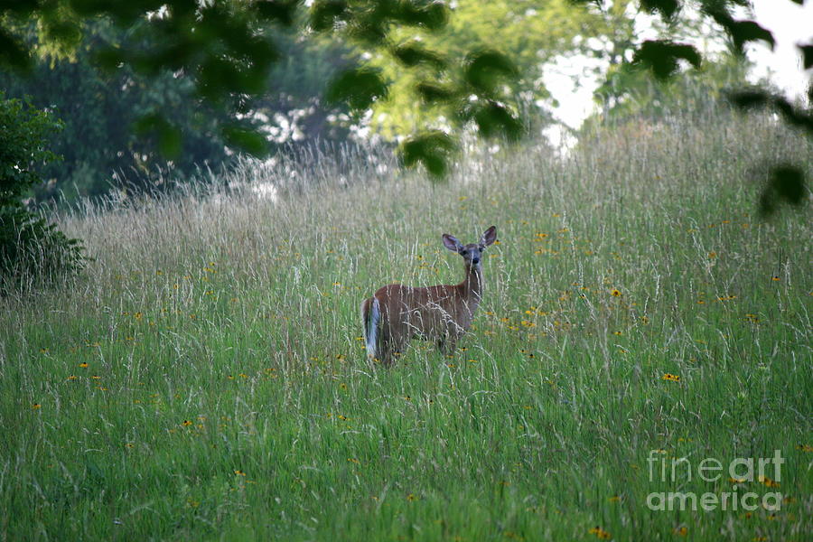 Deer Photograph - White-Tailed Deer In Meadow  by Neal Eslinger