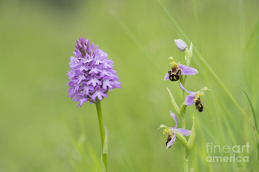 Flower Photograph - In the Meadow  by Tim Gainey
