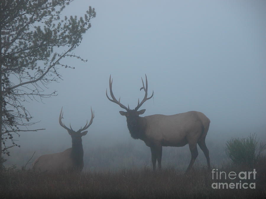 In The Mist Photograph by Jim Goodman