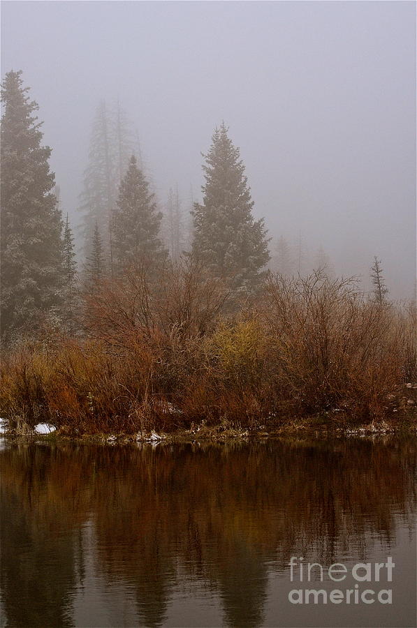 Spring Photograph - In the Misty Morning by Susan Chesnut