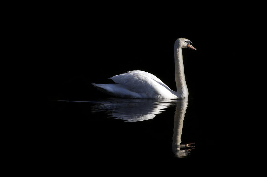 Swan Photograph - In the Morning Light by Craig Szymanski