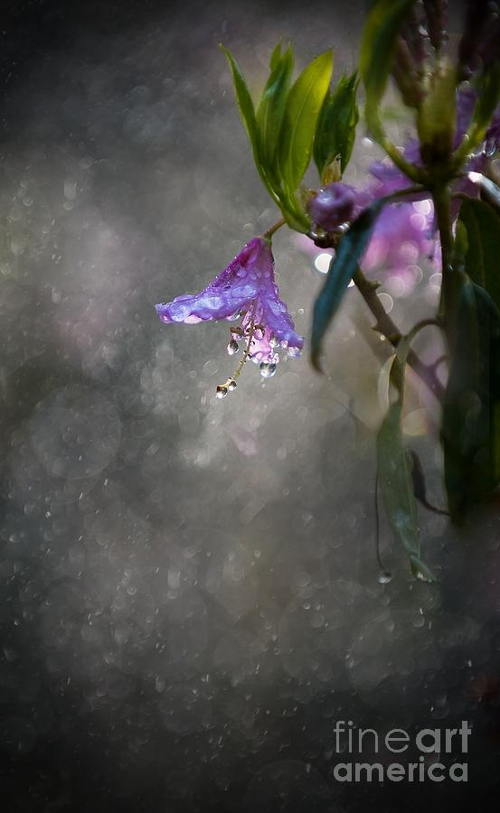 In the morning rain Photograph by Jaroslaw Blaminsky