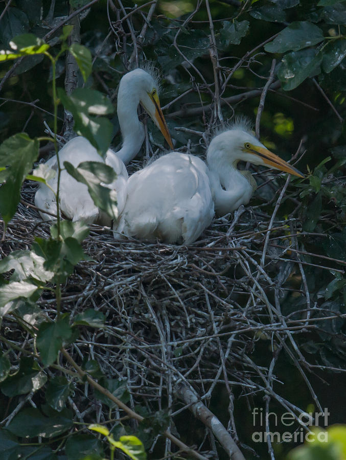 In The Nest Photograph