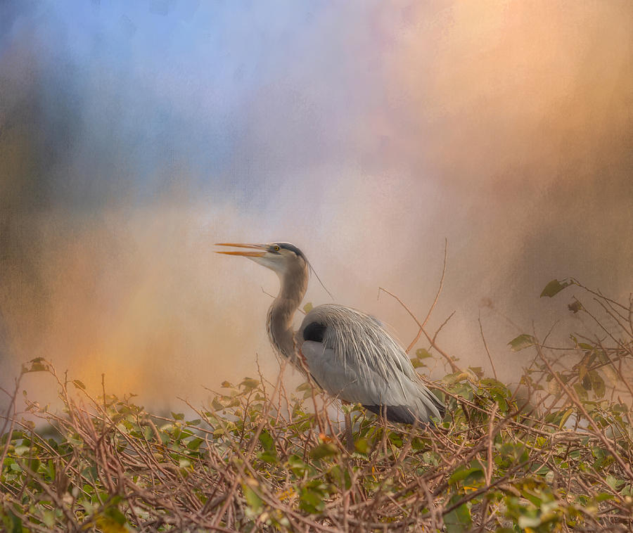 In the Nest - Great Blue Heron Photograph by Kim Hojnacki