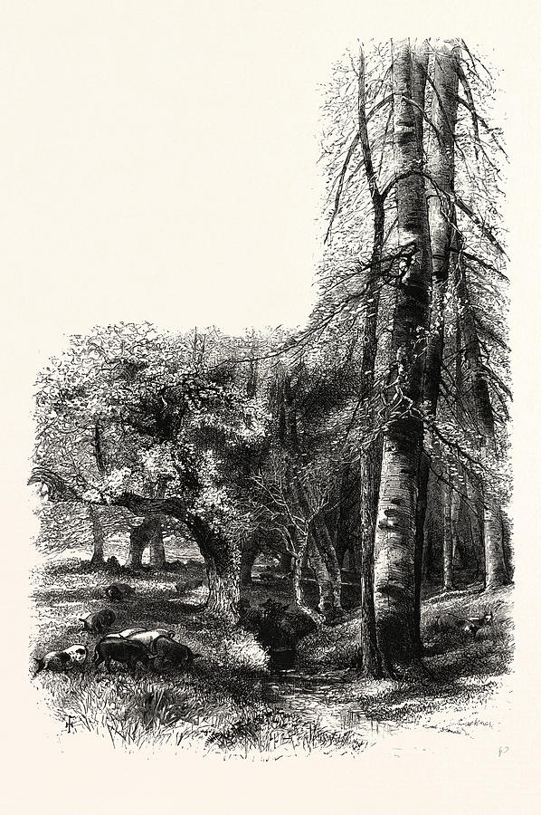 In The New Forest, Near Lyndhurst, Uk, Britain Drawing by English ...