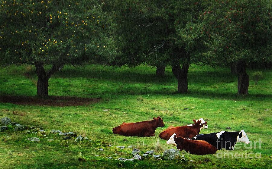 In The Orchard Cows Are Resting Photograph by Joy Nichols
