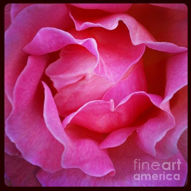 In The Pink Photograph by Denise Railey