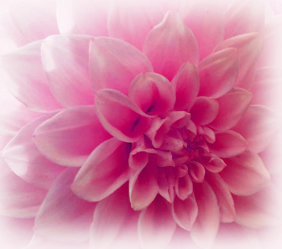 Flower Photograph - In The Pink Of My Life by Faye Giblin