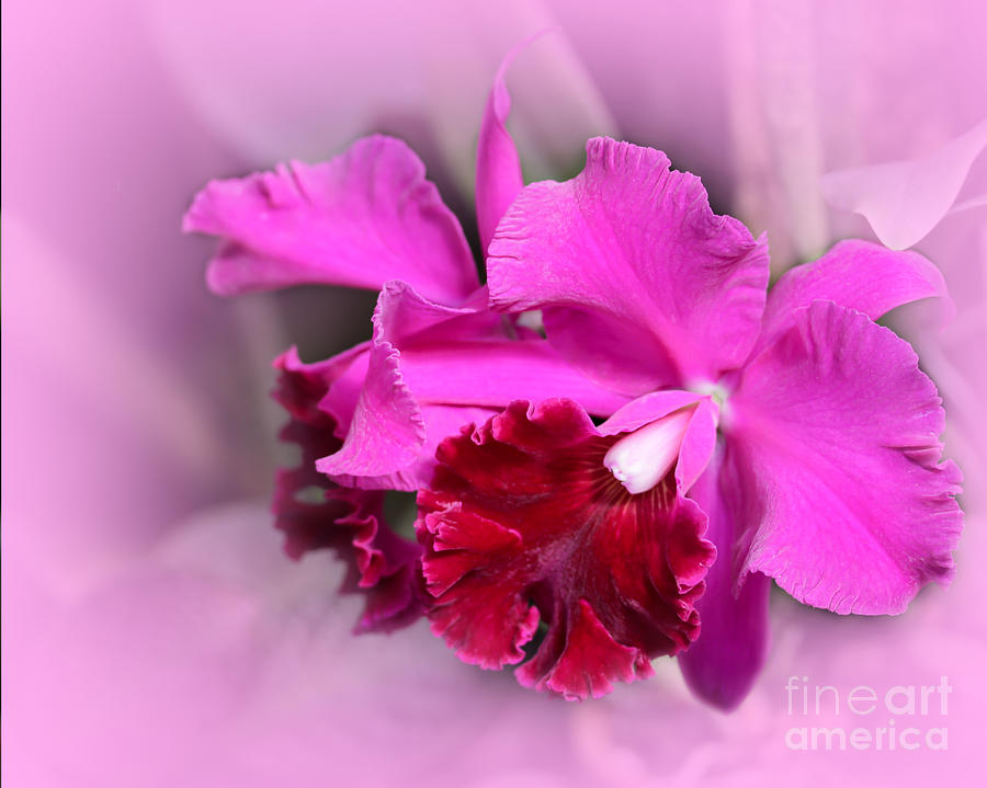 Abstract Photograph - In the Pink by Sabrina L Ryan