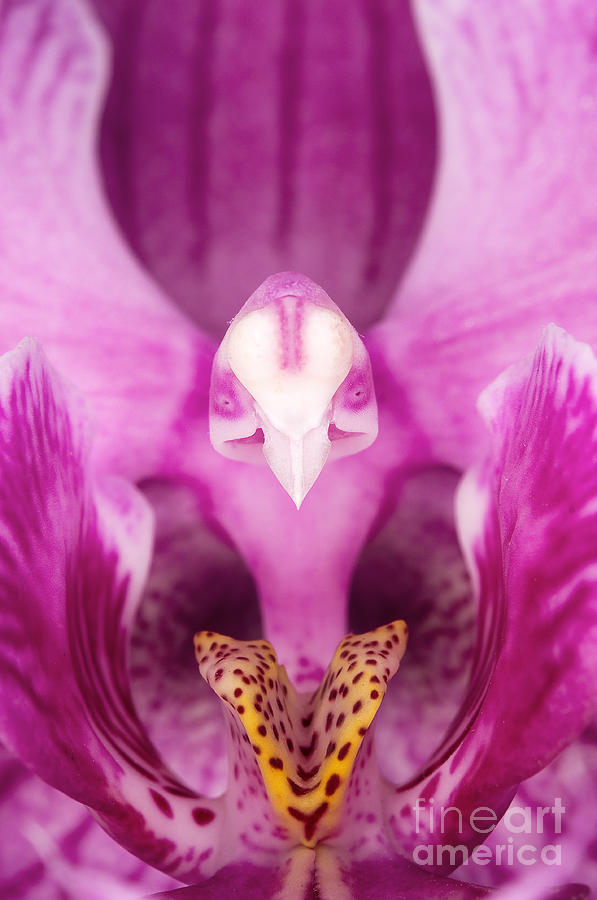 Orchid Photograph - In The Pink by Terry Elniski