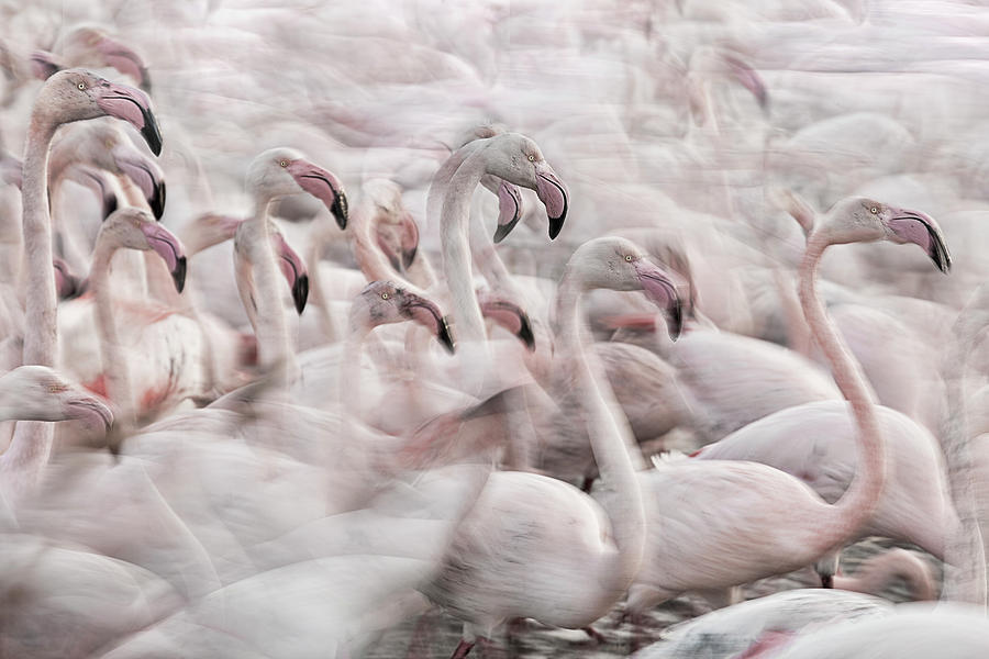 In The Pink Transhumance Photograph by Martine Benezech
