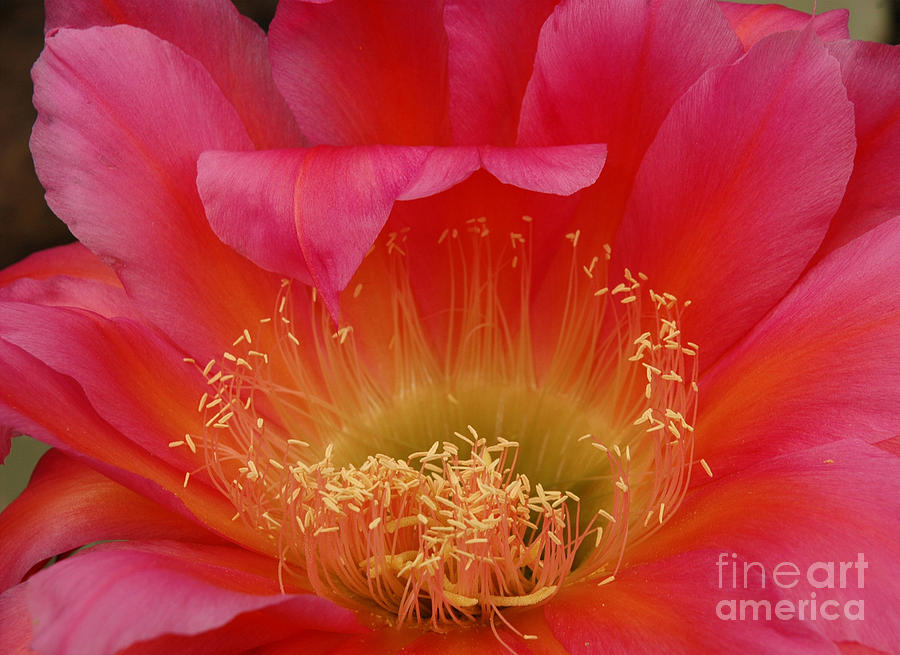 Flower Photograph - In the Pink by Vivian Christopher
